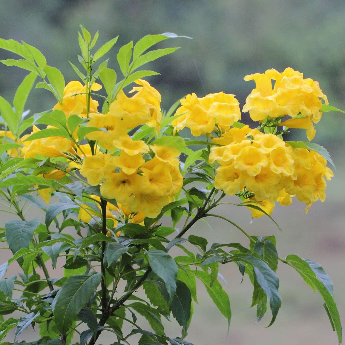 Amazon.com : 10 TECOMA STANS (Yellow Trumpetbush/Yellow Bells